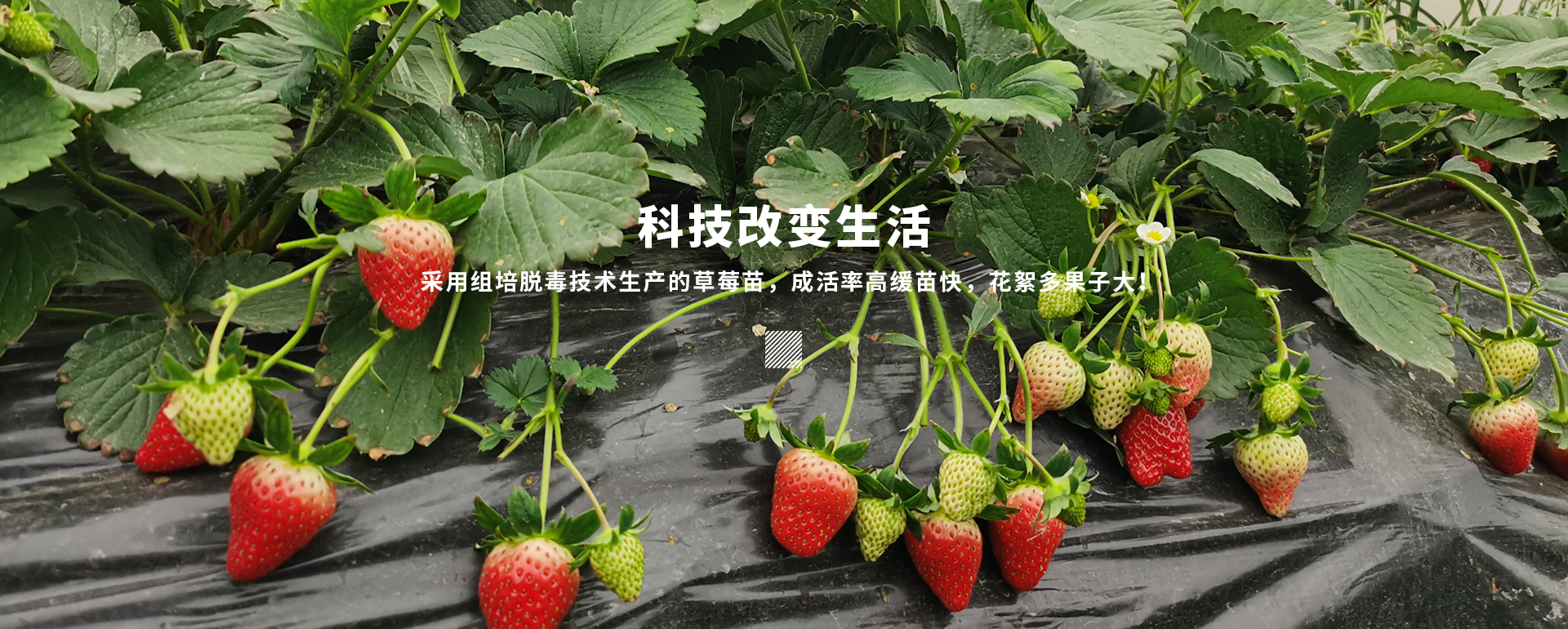 草莓苗